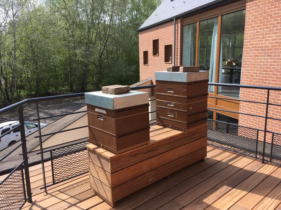 apiculture